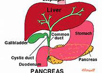 糖尿病、血糖与脂肪<font color="red">肝</font>、肝硬化和肝癌<font color="red">发病率</font>的关系