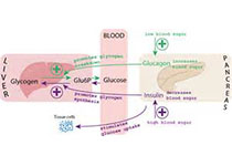 Diabetes：I/II型干扰素受体对不同<font color="red">性别</font>的小鼠患I型糖尿病的风险发挥不同的调节作用