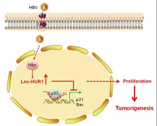 Hepatology:微生物所叶昕研究组在HBV上调的lnc-HUR1调控肝癌发生的机制方面取得进展