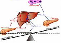 Diabetes：肝谷氨酸脱氢酶通过氨基酸驱动的糖异生和氨稳态调控全身能量分布