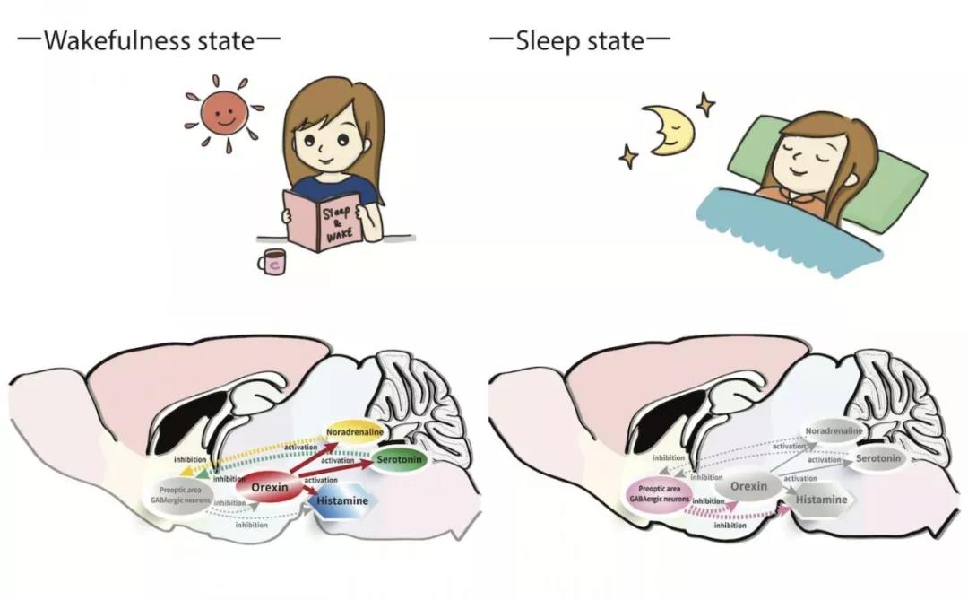 J Neurosci：你为什么会失眠？窥视大脑睡眠与清醒之间互作