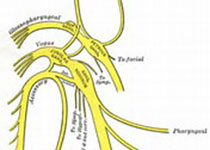 Neuron：十亿大脑细胞地图揭示人类思考方式真实线索