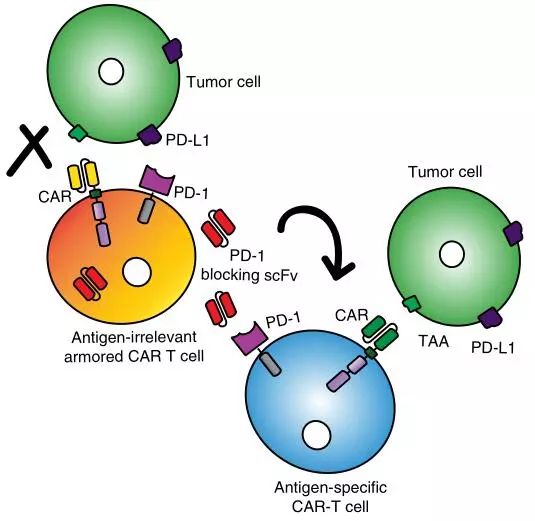 Nat Biothechnol：装上了迷你版<font color="red">PD</font>-<font color="red">1</font><font color="red">抗体</font>的CAR-T细胞，对抗实体瘤如鱼得水