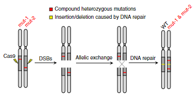Nat Biotechnol：无需<font color="red">DNA</font>模板，麻省大学华人学者开发的<font color="red">新型</font>CRISPR基因编辑策略对准多突变杂合<font color="red">型</font>遗传病