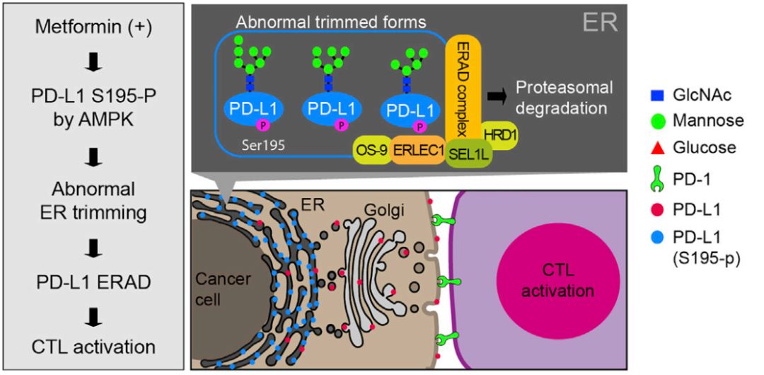Mol Cell:华人科学家首次发现二甲双胍可<font color="red">降解</font>PD-L1，解除癌细胞对免疫细胞的压制，提高抗癌能力