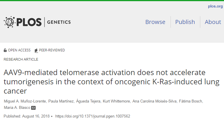 PLoS Genet：携带端粒<font color="red">酶</font>的基因治疗载体不会增加患癌风险