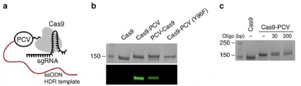 Commun Bio：用共价键提高CRISPR/Cas9的<font color="red">修复</font>效率
