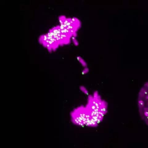 Cell：癌症标志：分离染色体的3D细胞<font color="red">环境</font>