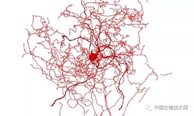 Nat Neurosci：科学家<font color="red">发现</font>新的人类脑细胞