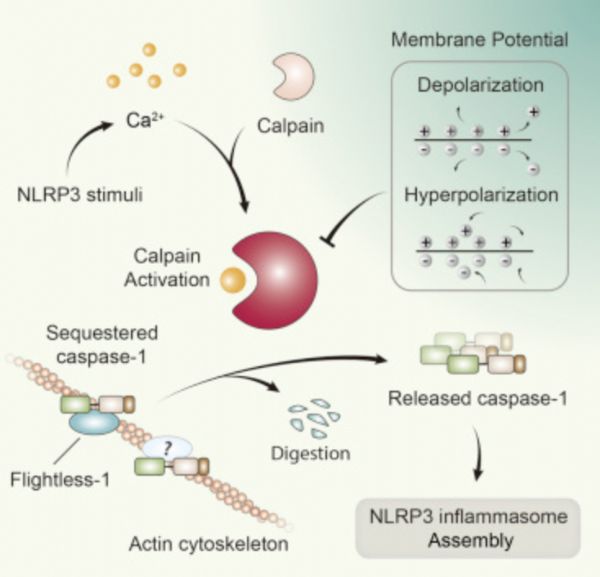 Cell Rep：清华大学<font color="red">石</font>彦课题组发文报道膜电位在NLRP3炎症小体激活过程中的重要意义及相关机制