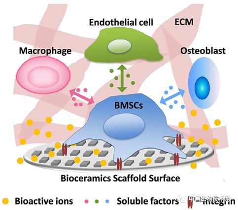 Acta Biomaterialia:海硅酸盐所在生物陶瓷用于组织修复与治疗领域发表综述文章
