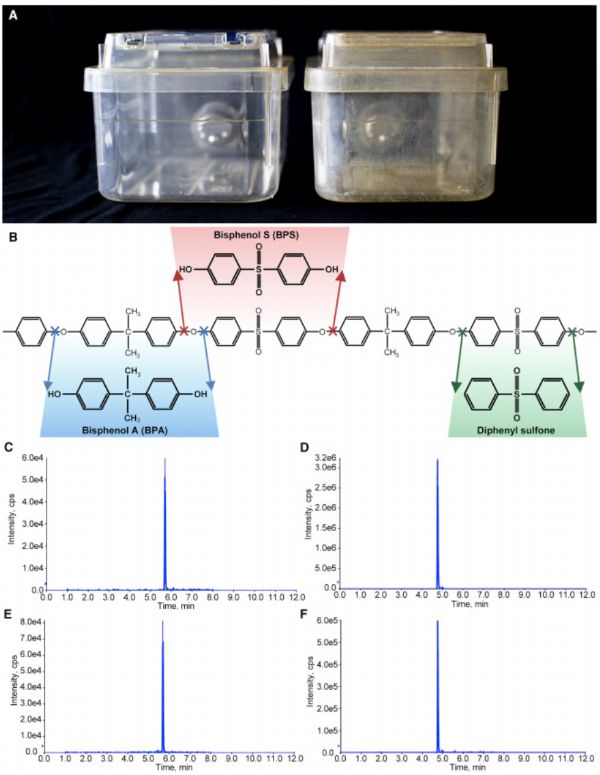 Curr Biol：塑料用品中的替代双酚同样会威胁实验室小鼠的生殖问题