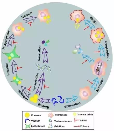 EMBO J：武汉病毒所发现噬菌体裂解酶具有降低金黄色葡萄球菌毒力与增强免疫清除功能