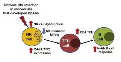 Cell：人体生产保护性HIV抗体的VIP绿道