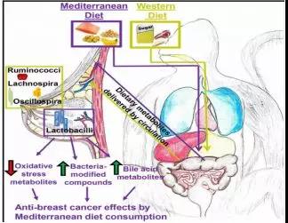 Cell Rep：刷新认知！口服益生菌竟能预防乳腺癌！