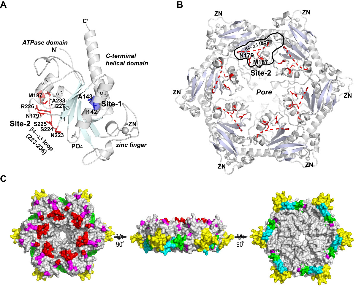 PLoS Pathog：<font color="red">解析</font>脊髓灰质炎病毒2C ATPase的晶体结构，为揭示小RNA病毒科复制机制再迈进一步