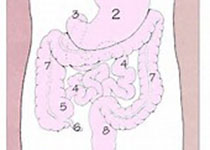Gastroenterology ：内镜下黏膜切除术后黏膜缺损边缘<font color="red">热</font>消融辅助治疗有助于减少结肠大息肉患者复发风险