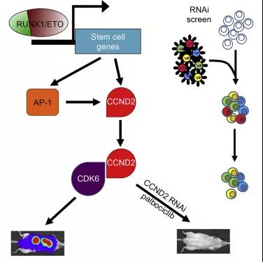 Cancer Cell：小鼠模型证明低副作用乳腺癌<font color="red">专利</font><font color="red">药</font>对AML有效