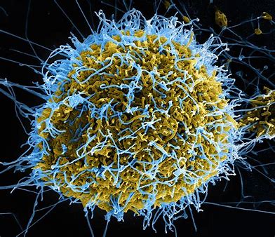 针对埃博拉病毒的DNA疫苗在临床前研究中显示出长期疗效