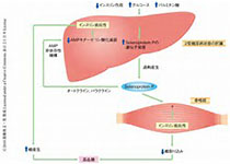 Diabetic Med：成人<font color="red">护理</font>提供<font color="red">者</font>对1型糖尿病年轻患者向成人<font color="red">护理</font>过渡的观点如何？