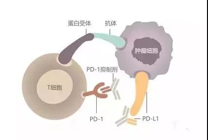 一滴血就能预测PD-1/PD-L1免疫治疗效果，是真的吗？