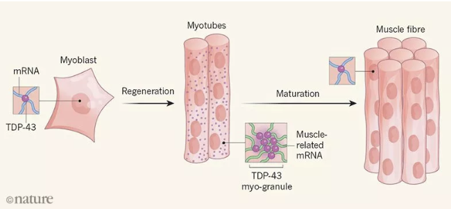Nature：疾病中肌肉再生增加或?qū)е?lt;font color="red">TDP-43</font>的有害積聚