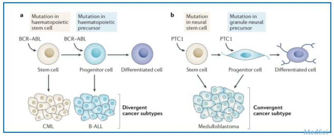 干细胞的命运：与癌症息息相关