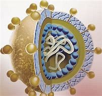 Hepatology：中科大田志刚教授团队揭示以天然免疫为主导的HBV相关肝癌发病机制