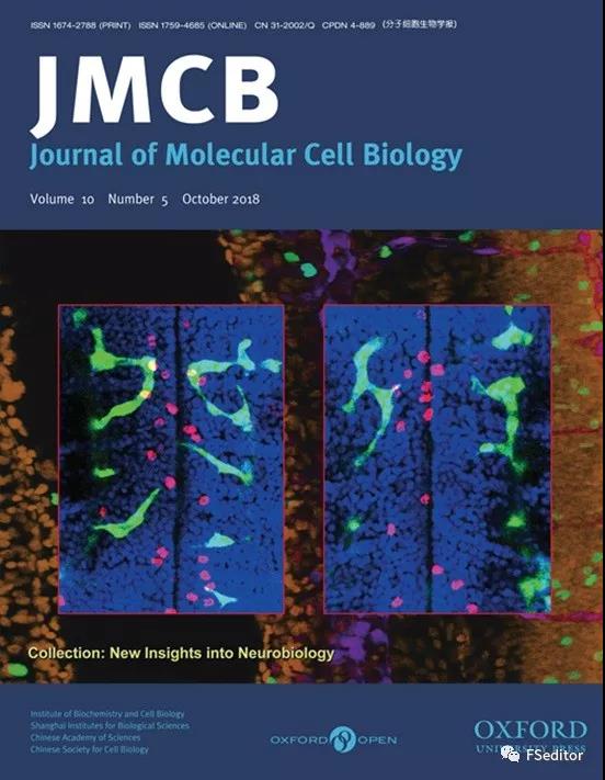 J Mol Cell Biol：科学家发现神经内分泌<font color="red">激素</font>SN在神经血管发育中的新功能