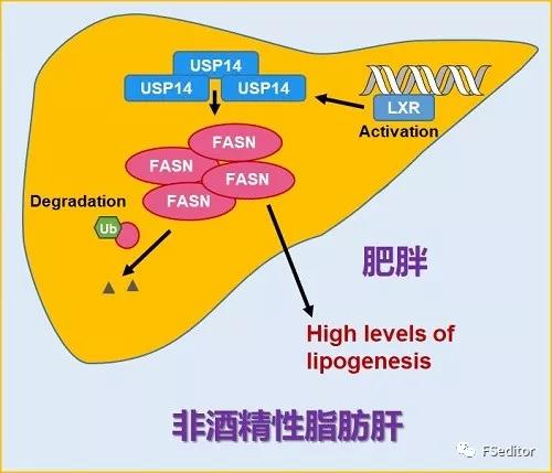 Nat Commun：上海药物所等揭示去<font color="red">泛素</font><font color="red">化</font>酶USP14新底物 及该酶在非酒精性脂肪肝发生发展中的新机制