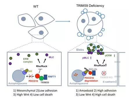 PLoS Biol：中美学者揭示TRIM59调控乳腺癌增殖与转移的新机制