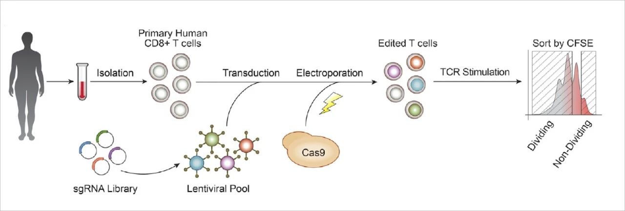 Cell：突破，升级版<font color="red">CRISPR</font>筛选工具成功改造免疫细胞，并提高其抗癌能力