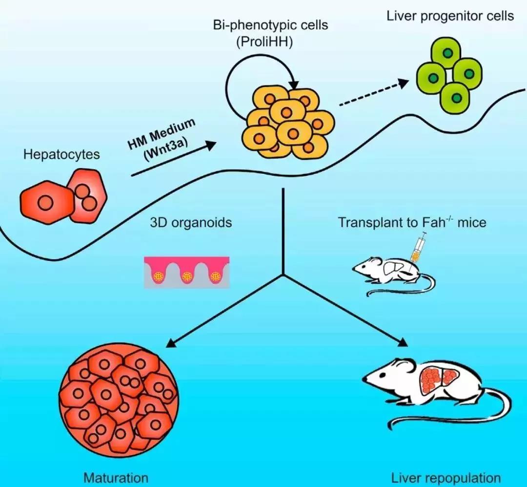 Cell Stem Cell：人体肝细胞扩增突破10000倍！