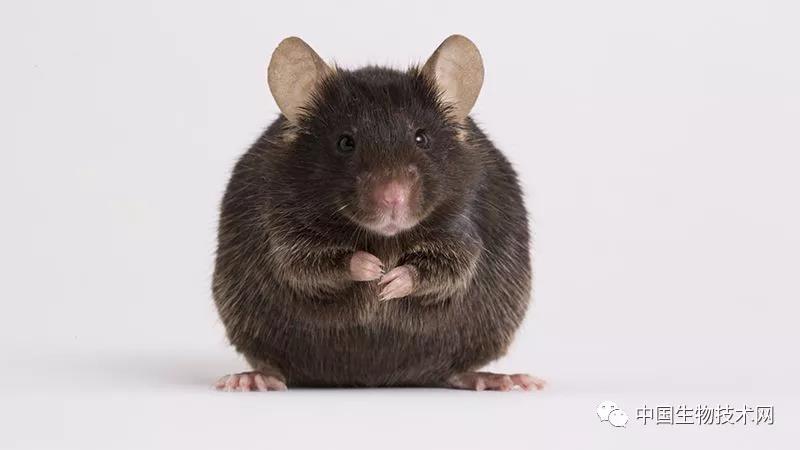 为研究阿尔兹海默症，科学家们在“定制”下一代实验鼠