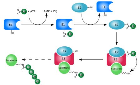 Nature：中科院科学家首次揭开PD-1蛋白降解机制，白介素-2可促进该过程，增强T细胞抗癌能力