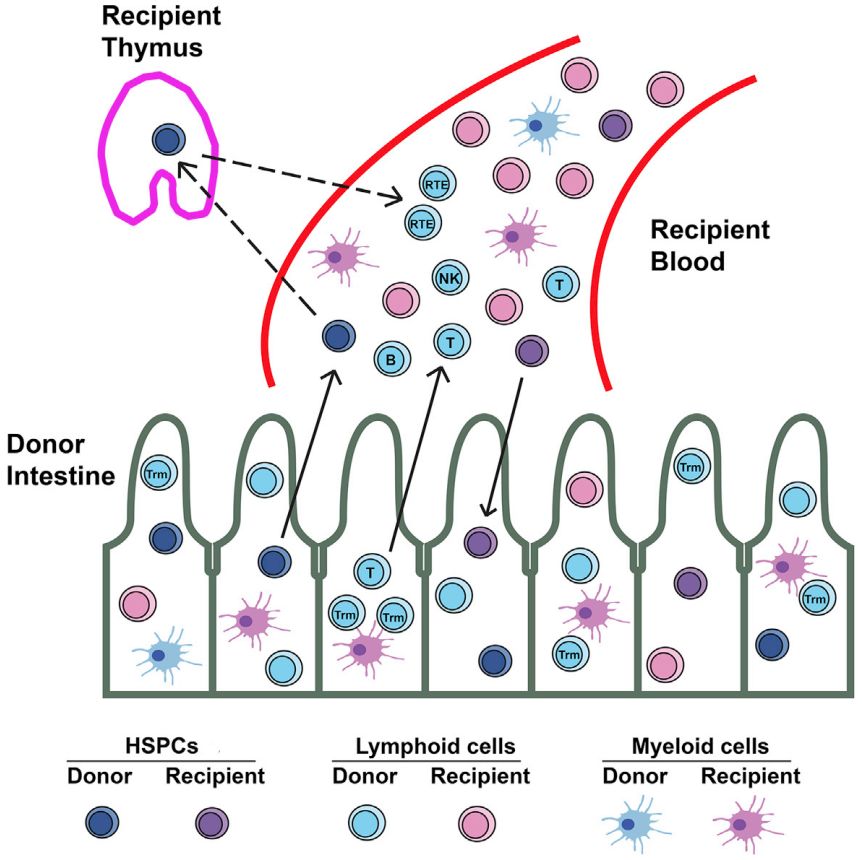 Cell Stem Cell：肠道也可以<font color="red">造血</font>！追踪21名肠移植患者5年后，哥大科学家发现人类肠道生产的血细胞占到全身的10%