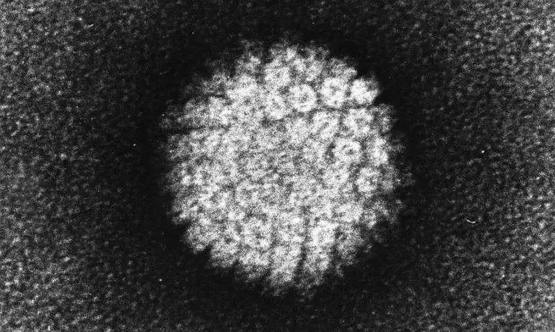 PNAS:新发现！抗癌药物或有助于治疗HPV感染