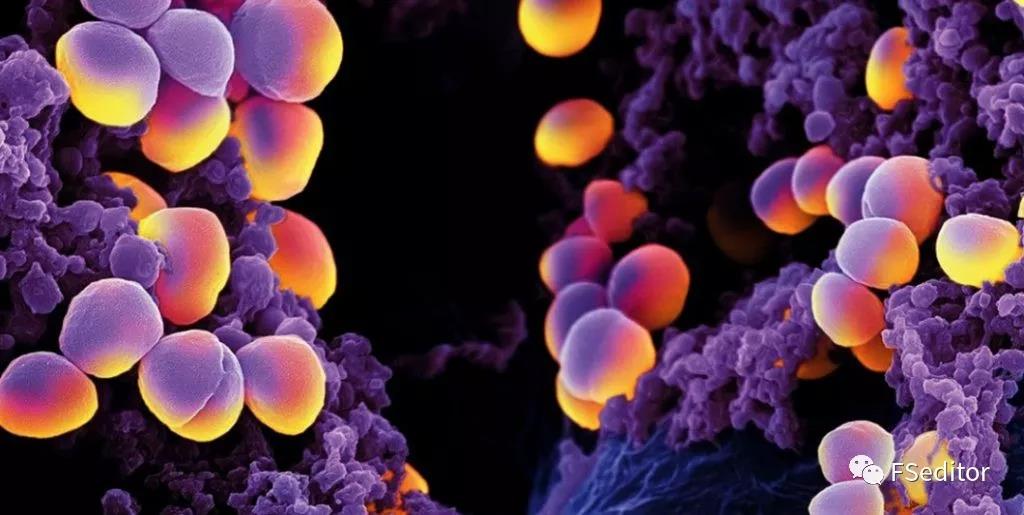 Nature：科学家发现噬菌体在金黄色葡萄球菌的增殖和感染过程中的关键作用