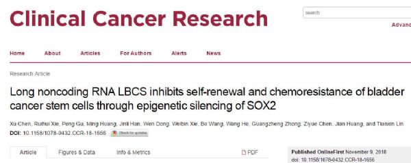 Clin Cancer Res：<font color="red">膀胱癌</font>化疗耐药关键分子机制