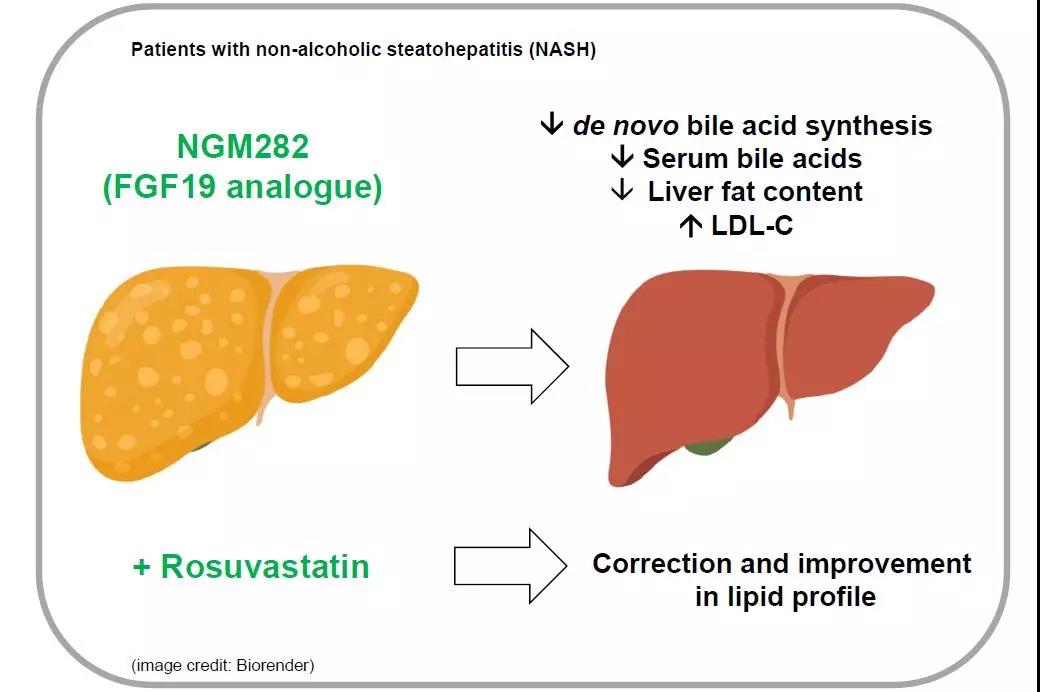 J Hepatol：瑞舒伐他汀可改善FGF19类似物NGM282治疗非酒精性脂肪性肝炎患者所引起的脂质变化