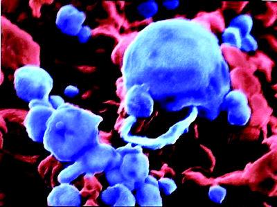 J Virol：<font color="red">盐</font>霉素可通过干扰核内体的酸化和病毒基质蛋白2的功能抑制流感病毒感染