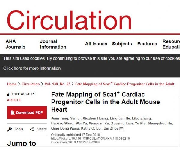 Circulation：研究揭示成体Sca1+心脏干细胞的分化潜能