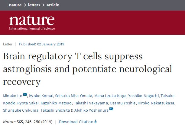 Nature：揭示<font color="red">大脑</font>调节性T细胞促进神经系统恢复机制