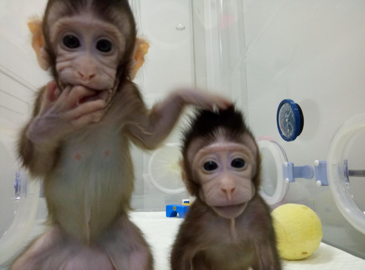 世界首批体<font color="red">细胞</font>克隆疾病模型猴在中国诞生！