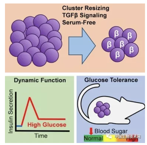 Stem Cell Rep：干细胞能逆转糖尿病吗？