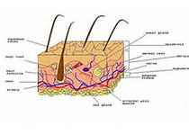 NEJM：PADI3突变与中央离心性瘢痕脱发