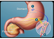 Gut：膳食脂肪对肠道微生物群和粪便代谢产物的影响及其与心脏代谢危险因素的关系