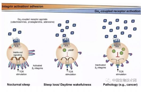 J Exp Med：睡眠是好药系列...之提高“杀手细胞”工作效率