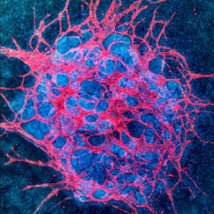 Nat Methods：微型肾脏成熟了——体外血管网络诱导术