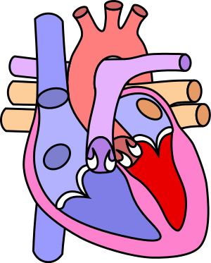Cardiovasc Revasc Med:南京市一院陈绍良等报告近万例心梗患者心脏破裂情况：发生率1.6%，发病≥3小时患者风险高